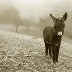 Quintana La Vega Casona Asturiana 度假居